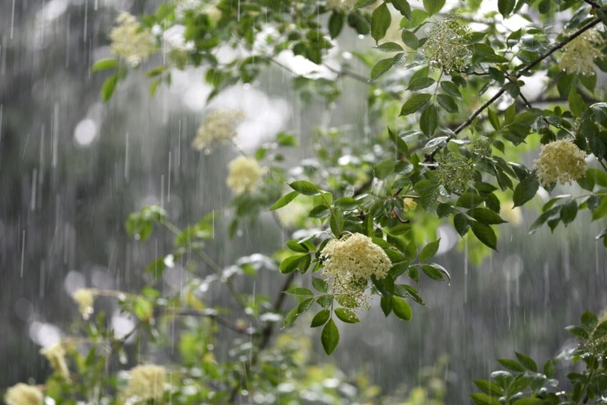 Новини України - Короткочасні дощі охоплять більшість регіонів на вихідні