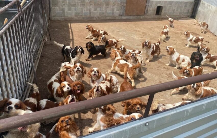 Новини світу - Поліція Словаччини викрила незаконний собачий розплідник