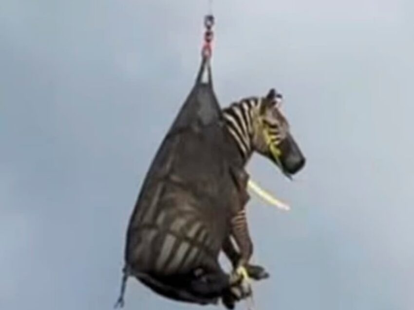 Новини світу - Тиждень на волі: зебра з Теннессі підкорила інтернет