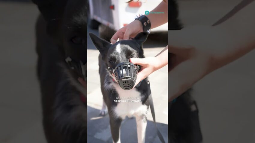 Правила перевезення домашніх тварин в автобусах