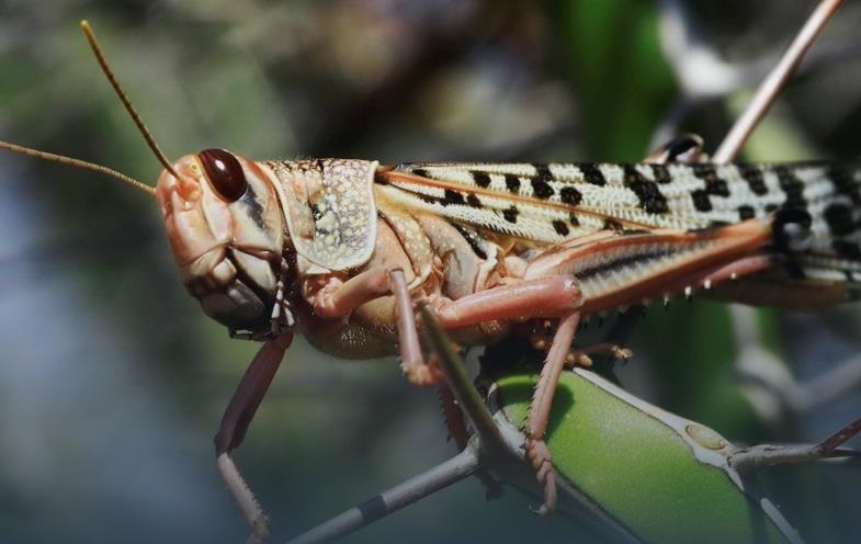 Новини України - Хто під загрозою. Нашестя сарани в Україні
