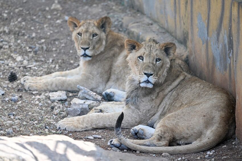 Новини світу - Лев утік із зоопарку в Туреччині й напав на чоловіка