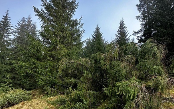 Новини України - Суд повернув Міноборони 20 тисяч гектарів лісу