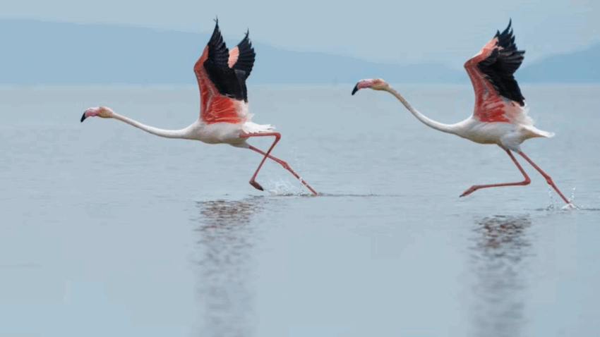 Новини світу - В Італії фермери потерпають від навали "банд" рожевих фламінго