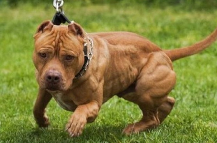 Новини України - Під Києвом собака покусав дитину, її госпіталізували