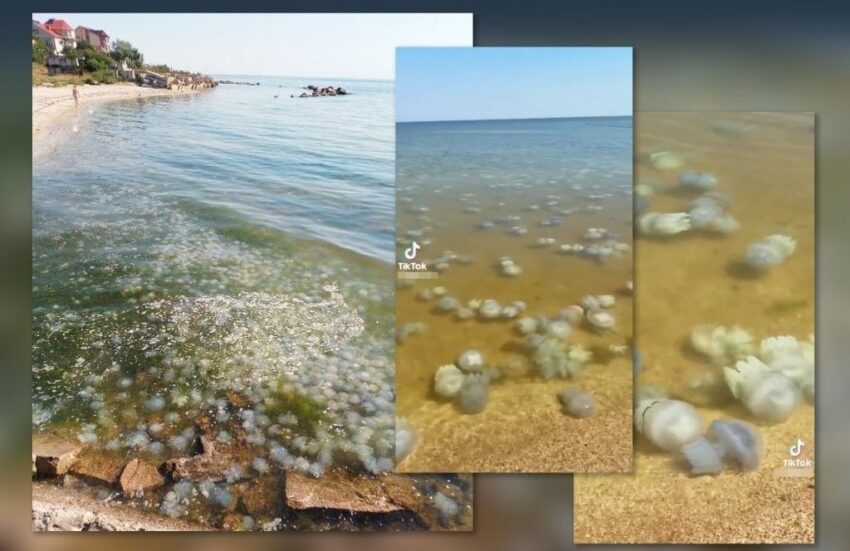 Новини України - Ситуація в Азовському морі близька до екологічної катастрофи - ЦПД