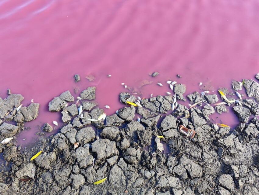 Новини України - На Одещині зафіксували масову загибель риби у рожевій водоймі
