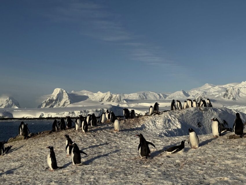 Новини світу - На станцію Академік Вернадський повернулися тисячі пінгвінів