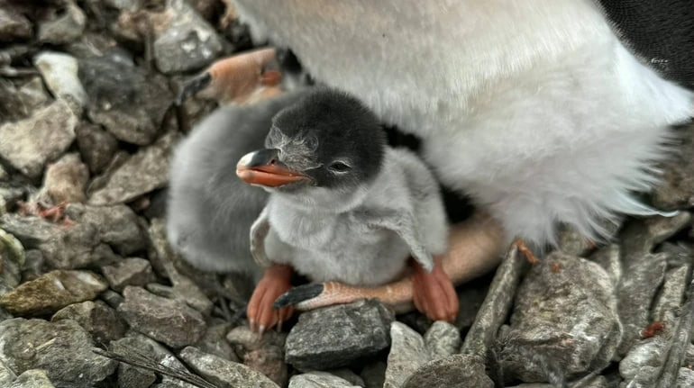 Новини світу - На Галіндезі з&rsquo;явилися перші пінгвінята сезону