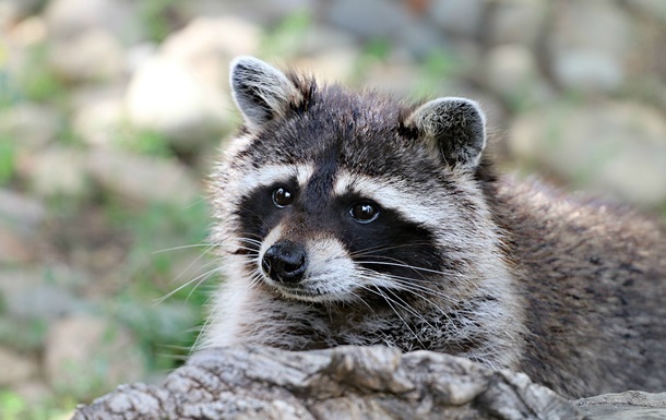 Новини світу - "П&rsquo;яний єнот" із Вірджинії знову вийшов на справу та став легендою