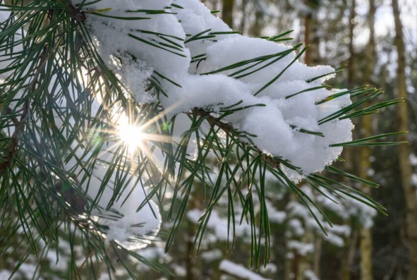 Новини України - Сніг та нічні морози: якої погоди слід очікувати на вихідних