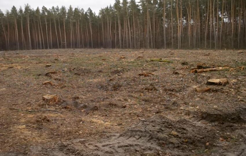 Новини України - Збитки на 546 млн грн: ДБР викрило за рік сотні злочинів в лісовій галузі